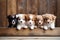 Banner of puppies and kittens in row, hanging its paws at wooden banner