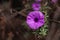 BANNER Real nature beauty photo background. Purple violet herb bindweed flower small alone bloom green simple leaf