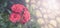 Banner Red rose Bush in the garden Blooming plant blurred background selective focus Top view