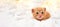 Banner small Christmas orange kitten is sweetly basking with christmas garland on a light soft background. Soft and cozy