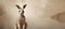 banner studio photo of a kangaroo in profile sitting on the sand, art for painting