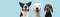 Banner three  happy dogs  smiling on colored blue backgorund with closed eyes and smile expression