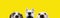 Banner three hide funny surprised dogs puppies isolated on yellow background