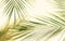 Banner tropical green palm leaves, branches pattern blur effect