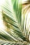 Banner tropical green palm leaves, branches pattern blur effect
