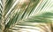 Banner tropical green palm leaves, branches pattern blur effect