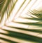 Banner tropical green palm leaves, branches pattern blur effect