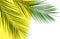 Banner tropical green palm leaves, branches pattern on white yellow background