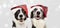Banner two border collie dog celebrating christmas holidays wearing a red santa claus hat. Isolated on gray background