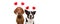 Banner two group dogs puppy love celebrating valentine`s day with a red heart shape diadem. Isolated on white background. Happy