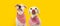 Banner two hungry dogs Straight licks wearing a checkered napkin, Isolated on yellow background. Eating concept