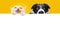 Banner two pets. Portrait cute kitten cat and dog peeking over and looking at camera. Isolated on yellow background hanging its