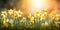 Banner with white daffodils with pale yellow trumpets in sunlight