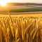 banner wide picture of beautiful close up wheat ear against sunlight at evening or morning with yellow field as