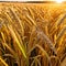 banner wide picture of beautiful close up wheat ear against sunlight at evening or morning with yellow field as