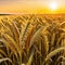 banner wide picture of beautiful close up wheat ear against sunlight at evening or morning with yellow field as