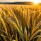 banner wide picture of beautiful close up wheat ear against sunlight at evening or morning with yellow field as