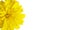 Banner. Yellow chrysanthemum in drops of water. Isolate on a white background/