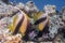 Bannerfish swimming around a sharp textured coral reef under the sea