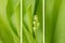 Banners - blurred natural texture of Lily of the valley leaves. A coiled leaf of the forest Lily of the valley. Abstract green