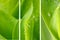 Banners - natural plant background with dew drops. Abstract green background for design on the theme of ecology, cleanliness,