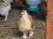 Bantam body is small, short, big and crested hen is colorful