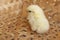 Bantam chick