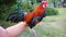 The bantam chick I fed was rooster crows in the evening.