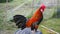 The bantam chick I fed was rooster crows in the evening.