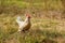 Bantam chicke in a field