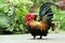 Bantam chicken