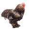 Bantam chicken with shaggy legs poultry farm is