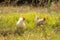 Bantam chickens in field