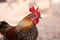 Bantam Cockerel in a Farmyard