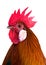 Bantam male head on white background.