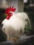 Bantam Male Perched on The Pipe