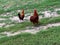 Bantam red and black Roosters Backyard Nebraska Chickens