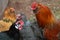 Bantam, Rock, and valdarno chickens