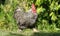Bantam rooster outside