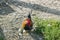 Bantam small rooster in green grass