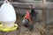 Bantam standing on the floor with log and plastic cup provide automatic chicken.