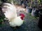 Bantam Standing in The Garden