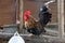 Bantam standing on the log. it is a chicken of a small breed.