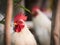 Bantams in The Garden