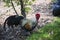 Bantams are looking for food on the ground.