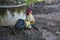 Bantams are looking for food on the ground.