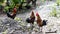 Bantams on wet ground.