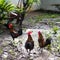 Bantams on wet ground.