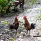 Bantams on wet ground.