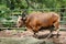 Banteng Bos javanicus, also known as tembadau.